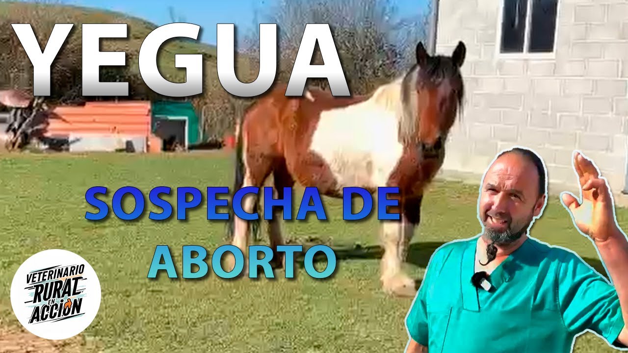 🐎 YEGUA 🐎La dueña sospecha que ha perdido la cría