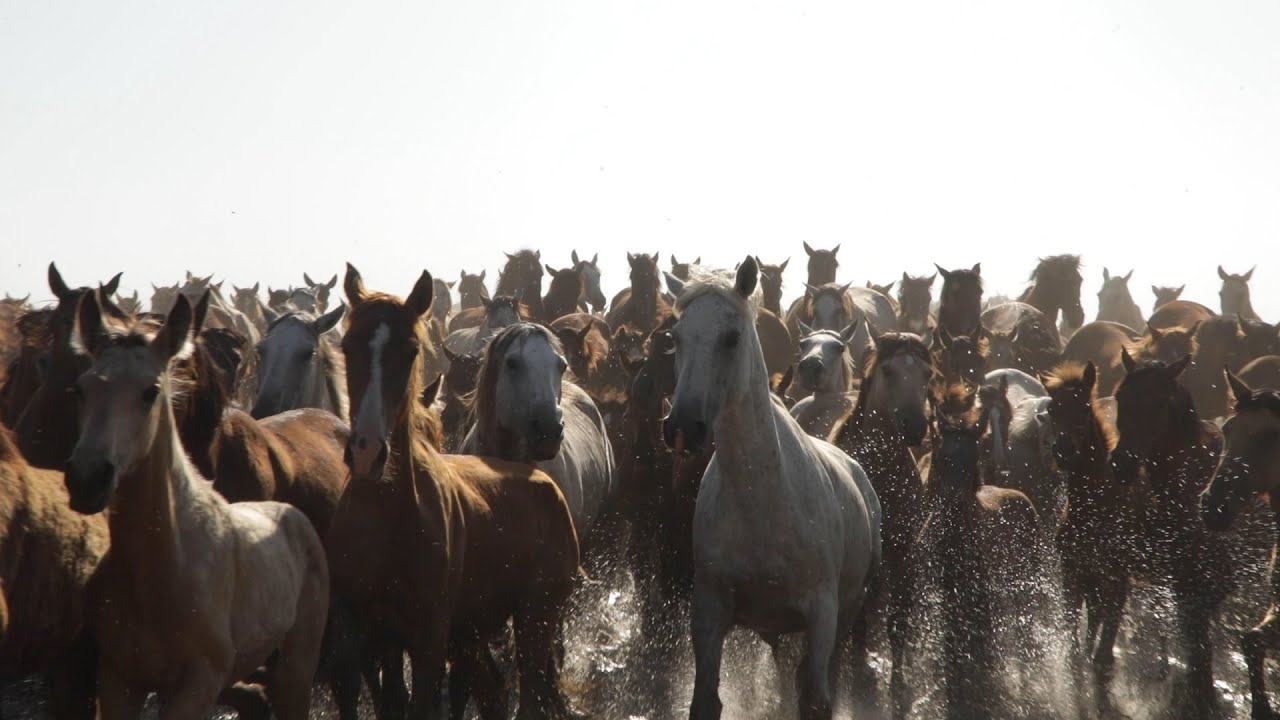 LA SACA DE LA YEGUA 2025