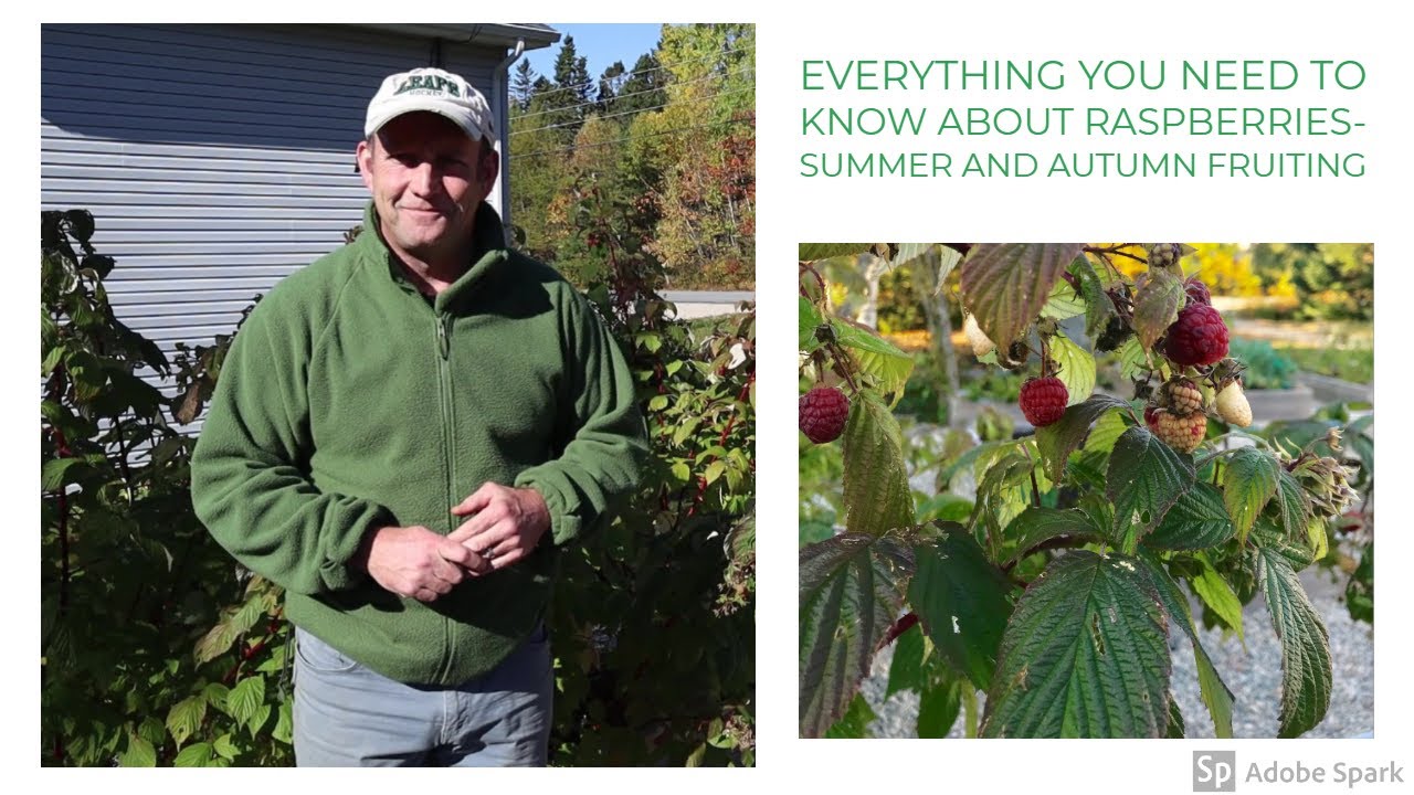 Everything You Need To Know About Raspberries - Summer And Autumn Fruiting