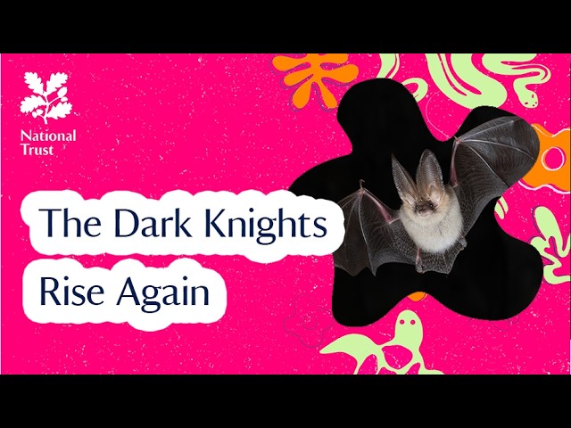 Bats | The Dark Knights Rise Again | Podcast