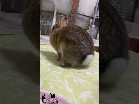 また撮ってる🐇📽️