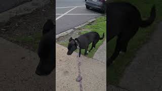 Chessy the pitty mix by Anth 17 views 3 weeks ago 1 minute, 1 second