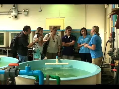 Embaixadores do Tamar Visitam SeaWorld Orlando