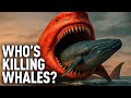 A Lone Whale Found in the Pacific — What Happened to Its Entire Pod?