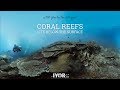 360 | Coral Reefs - Life Below The Surface (English)