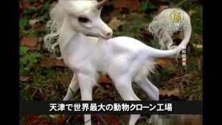 【中国１分間】天津で世界最大の動物クローン工場 20151129