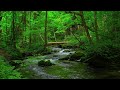 【川のせせらぎ】森の中を流れる清らかな水音ASMR【睡眠/集中/リラックス】