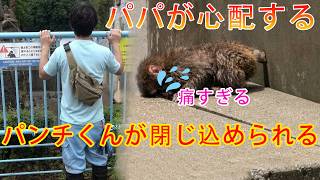 【衝撃😱】パンチくんの手が抜けない⁉️檻に挟まれパニック大泣き😭パパが異変に気付いた瞬間🚨7月4日#パンチくん