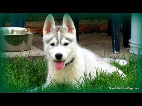 How to Potty Train your Puppy Siberian Husky