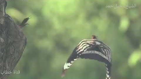 فضيلة الشيخ دخيل حمد ... وتفقد الطير ..  من اجمل التلاوات