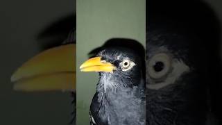 Latih Vocal Jalak Kebo Mata Kuning burung jalakjinak jalakgacor shorts short trending viral