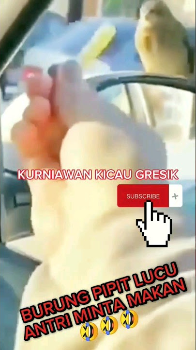 AKSI LUCU BURUNG PIPIT(ANTRI MINTA MAKAN)🤣🤣🤣.#burunggereja#kurniawankicaugresik#yearofyou#shorts