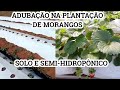 ADUBAÇÃO EM PLANTAÇÃO DE MORANGOS NO SOLO E SEMI-HIDROPÔNICO