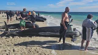 Mass Whale Stranding Prompts Rescue Effort in Western Australia