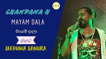 MAYAM DALA | මායම් දාලා | CHANDANA H | SEEDUWA SAKURA | MAHO | LIVE