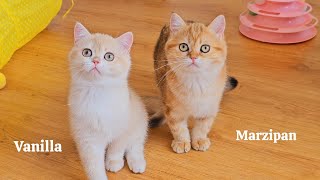 Last video of Marzipan and Vanilla in my house