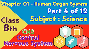 Science Class 8th Chapter 01 Human Organ System - Part 4 of 12 - Topic Central Nervous System (CNS)