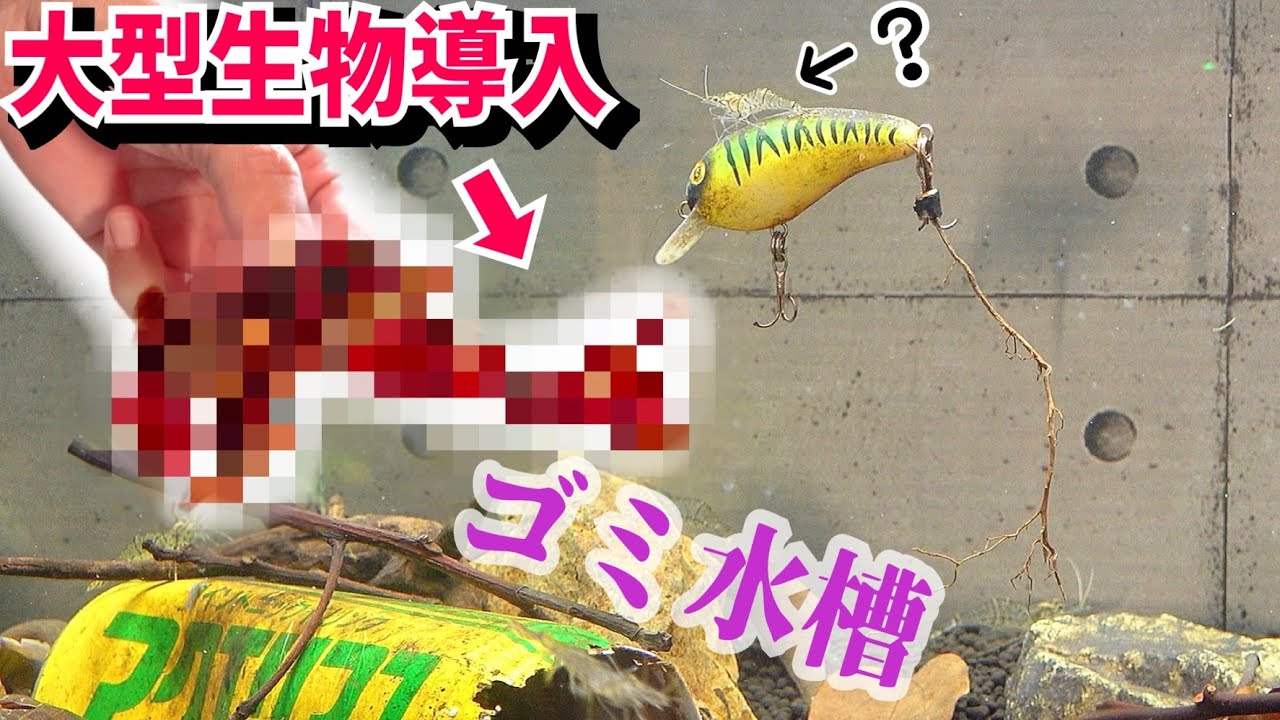 ドブ川水槽に大きな生き物を導入する！【ドブ川水槽３】