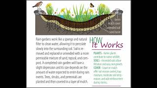 Rain Garden Animation