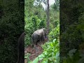 Easy but slippery .😂😁🐘💚🫣 #elephant #ethical #wildlife #changchill #nature #animals
