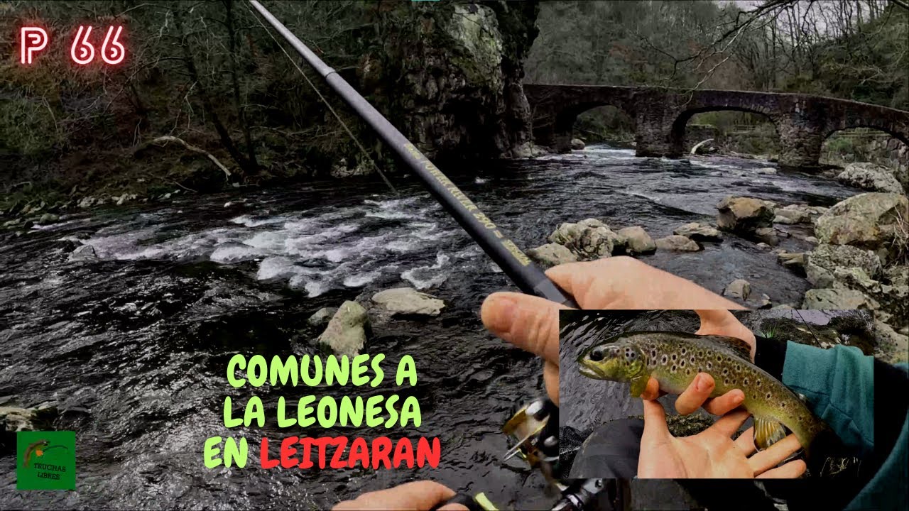 PROYECTO 66 | TRUCHAS COMUNES A LA 🪰LEONESA🪰 EN LEITZARAN🎣