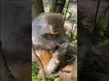 Cute Duckling & Monkey Baby Moments: Adorable Animal Family Goals! #shorts