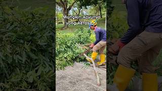 Download Lagu Kayu paling keras masa kini 😂😆 #chainsaw MP3