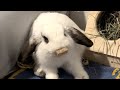 Bunny melts into guy