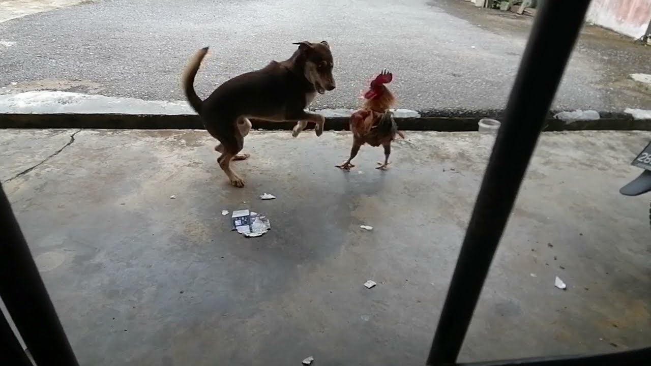 Dog vs Rooster YouTube