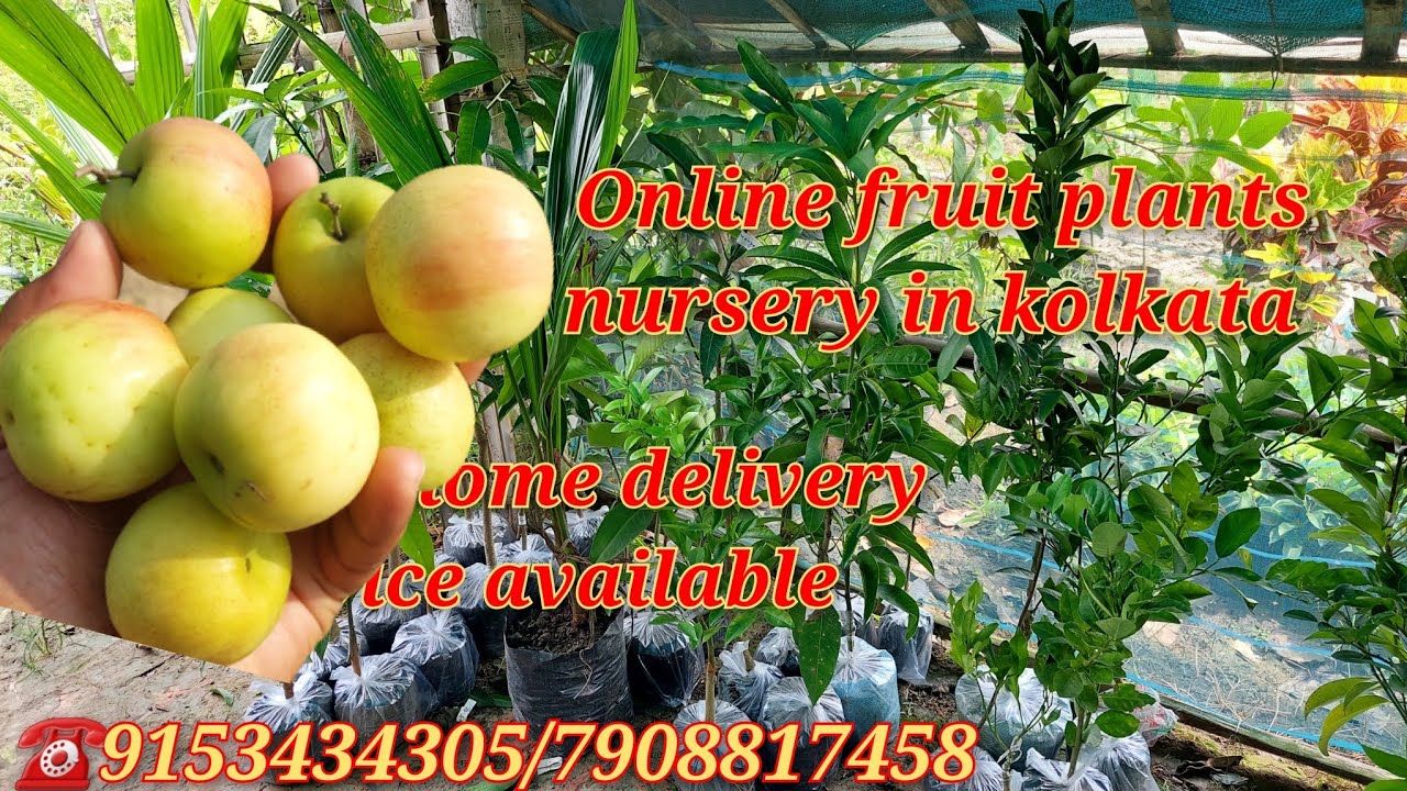 Online Fruit Plants Nursery In Kolkata Home Delivery Service Available YouTube