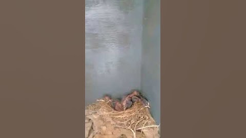 New Born Swift Bird Baby