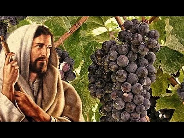 I AM THE VINE - Jesus Explained The TRUTH About Himself class=