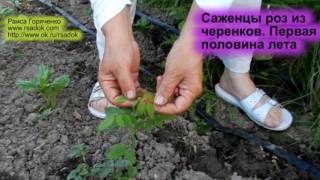Видео Саженцы роз из черенков. Первая половина лета (автор: Раиса Горяченко: дача, сад, огород, цветы)