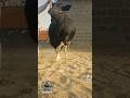 Cattle yard #cow #bull  #cattleworld #cattleyard #qurbani2026 #foryou