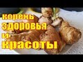 ИМБИРЬ. ПОСАДКА И УХОД.