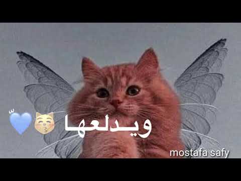 بس عاشق بسة ويدلعها بسة تصميمي