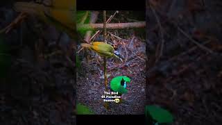 The Dance of the Bird of Paradise