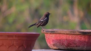 Indian robin bird drinking water at my home| Indian robin bird video | Indian robin bird