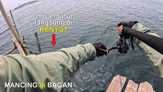 Hitungan Detik‼️Umpan Turun Langsung di Kenyot 😁 Mancing Ikan di Bagan Samsul Kamal || Mancing Gaes
