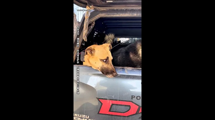 Hunting Wild Boars with Our Dogs: The Ultimate Wilderness Pursuit!