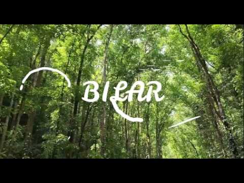 BILAR - MAN-MADE FOREST IN BOHOL | ANWAR LABNE TV