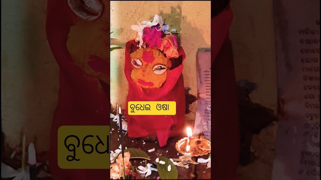 Budhei ଓଷା...... #ytshorts #trending