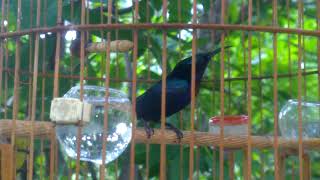 Hút mật tía ô mồi hót đấu 0938515263