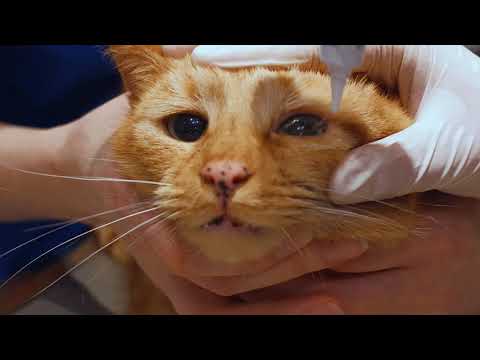 Video: Ohrverletzungen Bei Katzen - Ohrverletzungen Bei Katzen
