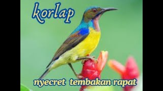 suara masteran burung madu kelapa korlap jantan cit cuit gacor #kicaumania #kicaumaniaindonesia