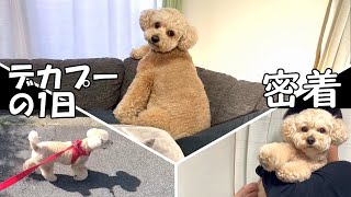 人間みたいな大きいトイプードルの1日ルーティン【デカプー】【トイプードルのロアくん】【toy poodle】