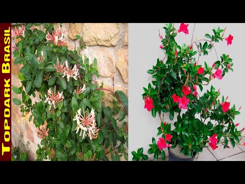 Vídeo: Tipos de plantas de equinácea: quais são algumas variedades populares de flor de cone