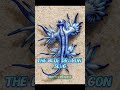 👉 Don’t Touch This Blue Dragon 💀 #facts #marinemystery #didyouknow #animals #oceanfacts #horror