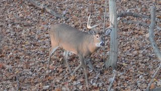 BIG Buck Staredown!  #shorts