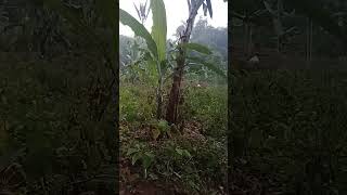 panggilan ibadah